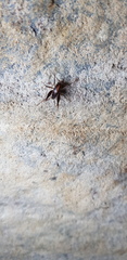 Paratachycines ussuriensis