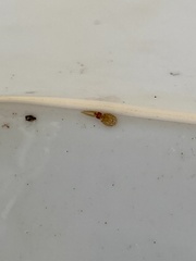 Sepioteuthis lessoniana