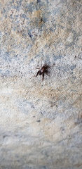 Paratachycines ussuriensis