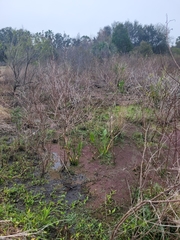 Sagittaria lancifolia image