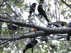 Xanthocephalus xanthocephalus