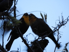 Xanthocephalus xanthocephalus