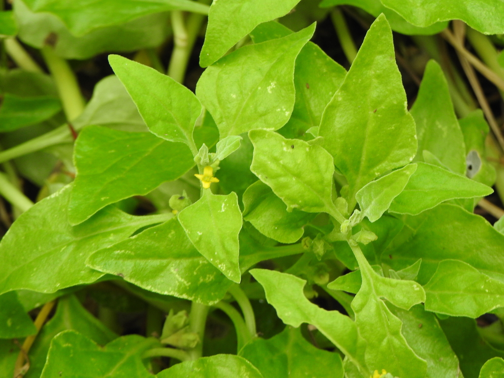 Tetragonia tetragonoides, Yeronga, Queensland, Australia