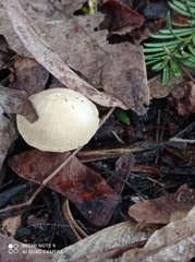 Fungi