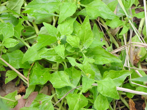Tetragonia tetragonoides