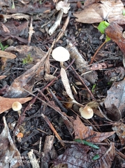 Fungi