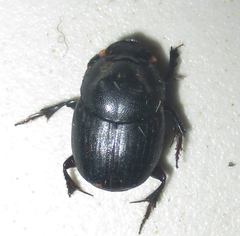 Onthophagus bicavifrons