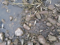 Actinopterygii