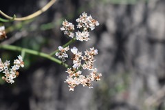 Limonium brasiliense
