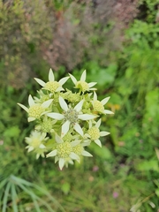 Alepidea amatymbica