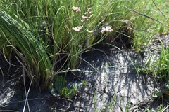 Limonium brasiliense