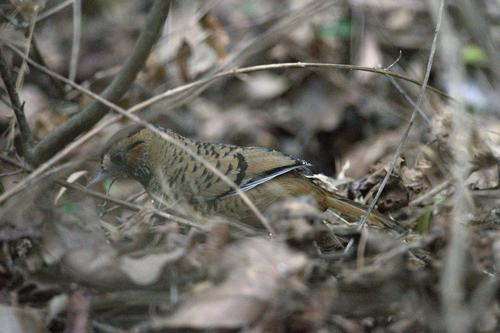 Rufous-chinned Laughingthrush (Ianthocincla rufogularis), photo 6