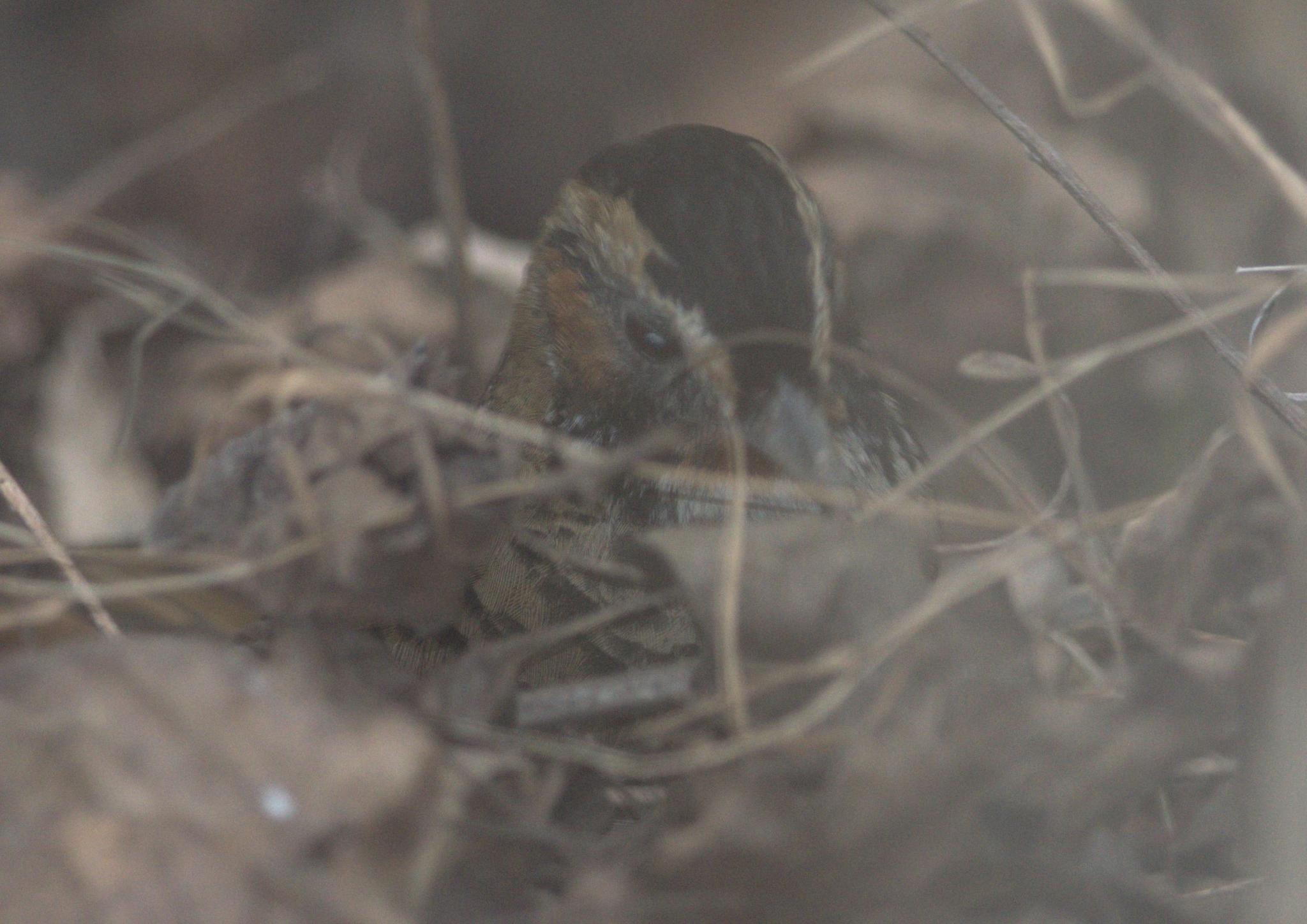 Rufous-chinned Laughingthrush
