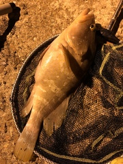 Epinephelus akaara