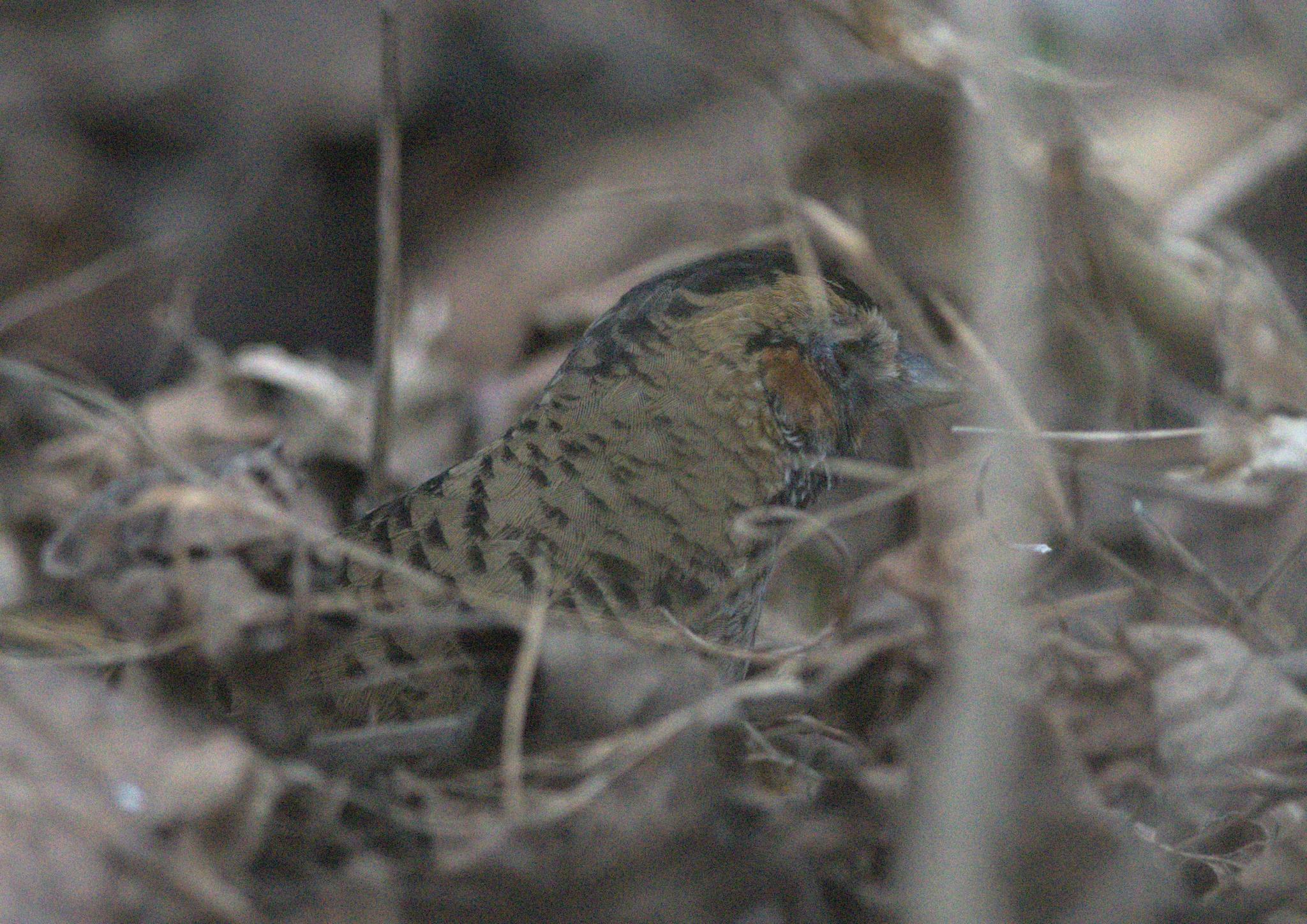 Rufous-chinned Laughingthrush