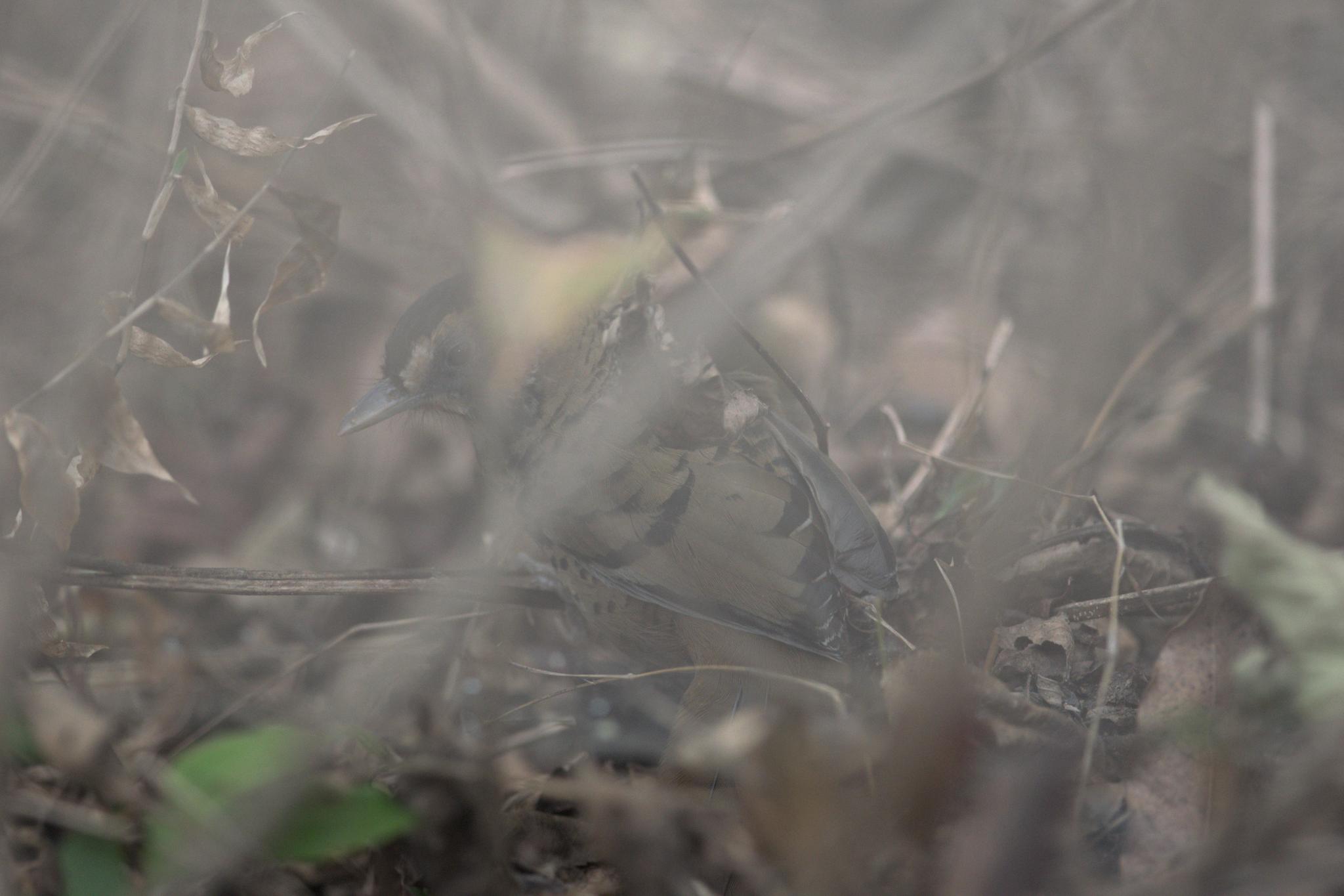 Rufous-chinned Laughingthrush
