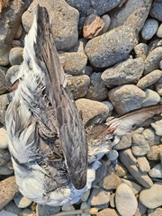 Synthliboramphus antiquus