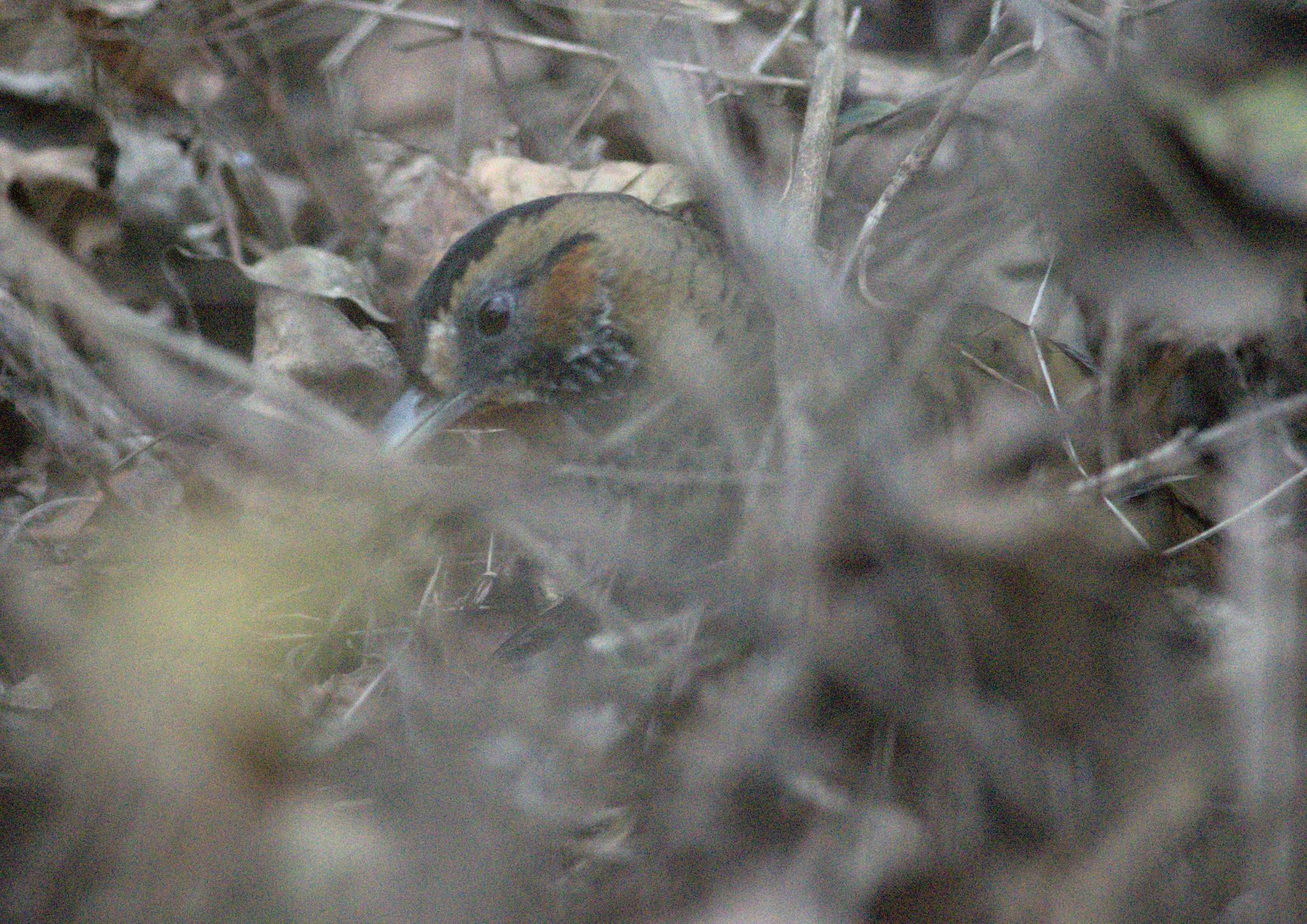 Rufous-chinned Laughingthrush