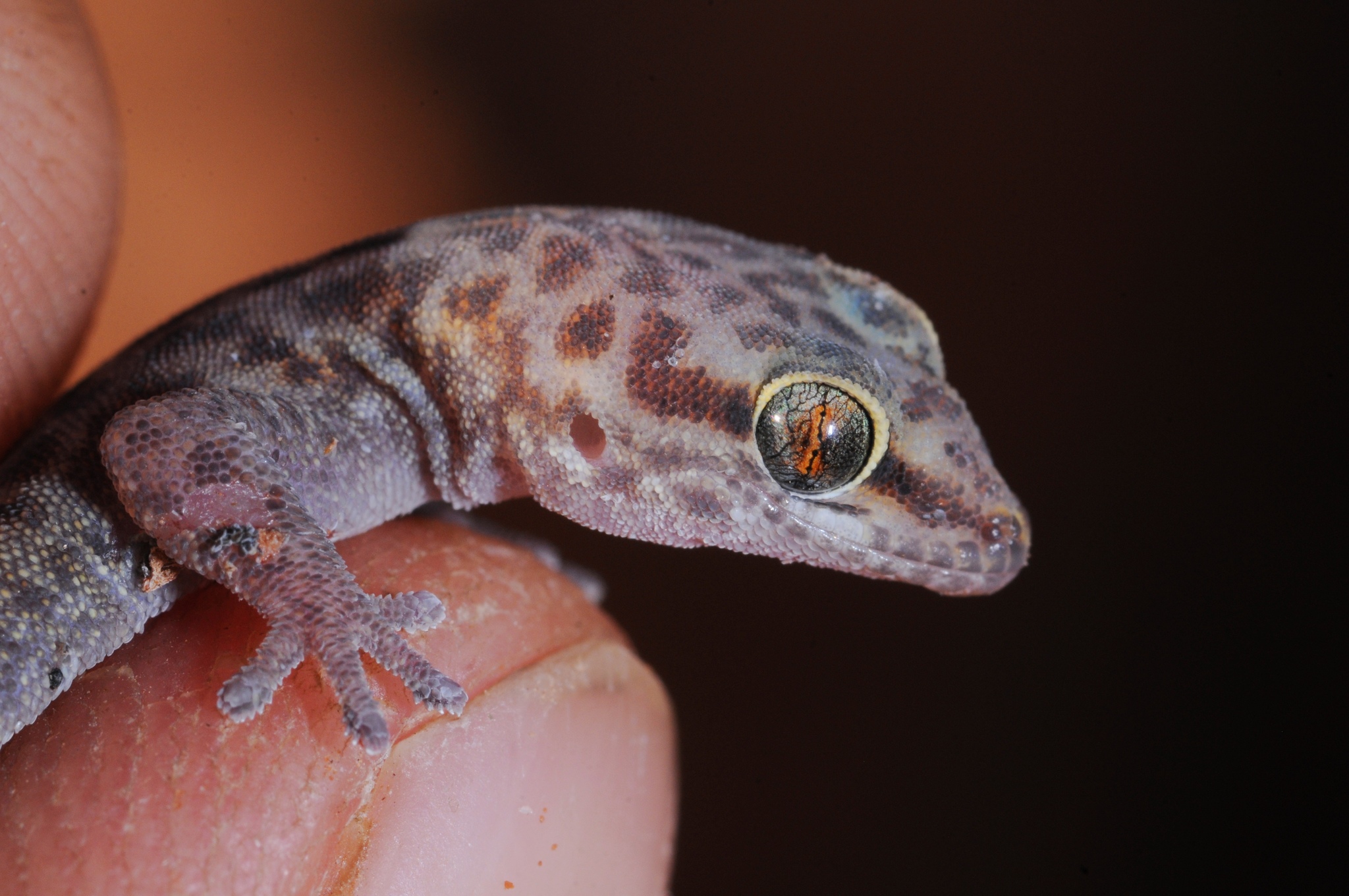 Pachydactylus serval Werner, 1910