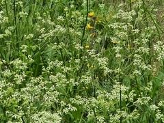 Alepidea amatymbica
