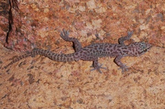 Pachydactylus serval