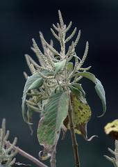 Colebrookea oppositifolia