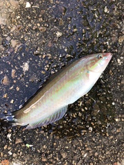 Halichoeres tenuispinis