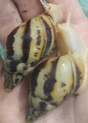Lissachatina reticulata