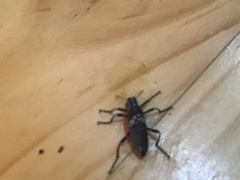 Homocyrtus dromedarius