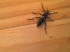 Homocyrtus dromedarius