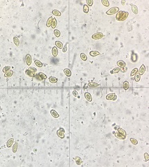 Cortinarius emollitus