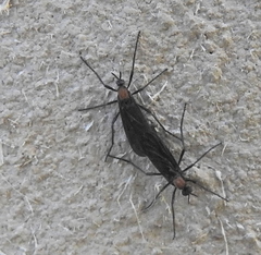 Plecia ruficollis