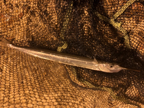Japanese Halfbeak