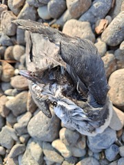 Synthliboramphus antiquus