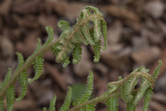 Dryopteris crassirhizoma