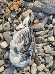 Synthliboramphus antiquus