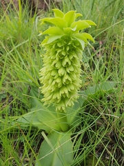 Eucomis autumnalis clavata