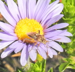 Stictopleurus scutellaris