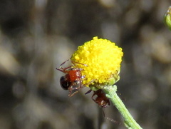 Crematogaster melanogaster
