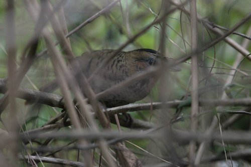 Rufous-chinned Laughingthrush (Ianthocincla rufogularis), photo 7
