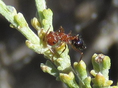 Crematogaster melanogaster