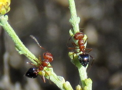 Crematogaster melanogaster
