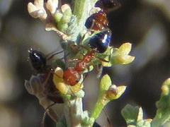 Crematogaster melanogaster