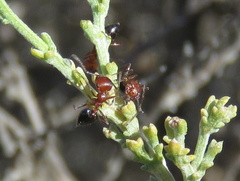Crematogaster melanogaster