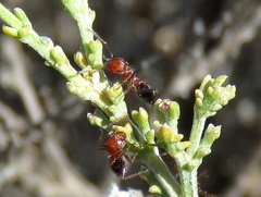 Crematogaster melanogaster