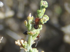Crematogaster melanogaster