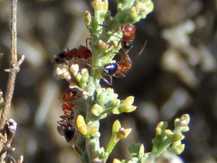 Crematogaster melanogaster
