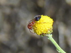 Crematogaster melanogaster