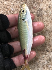 Decapterus maruadsi