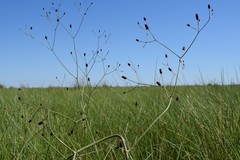 Eryngium ebracteatum